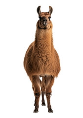 Naklejka premium full-grown domestic llama (lama glama) with rich brown shaggy fur, standing stoically facing camera in a high-key studio portrait against a seamless white background, concept for commercial livestock