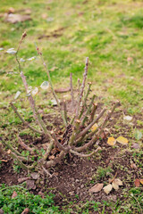 Trimmed rose bush. Close-up of a part of a thorn bush.Pruning plants.