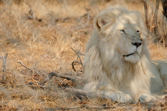 African Lion and Tiger