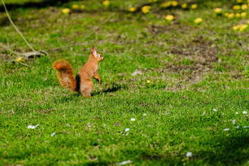A squirrel is sitting on the ground in a grassy area.