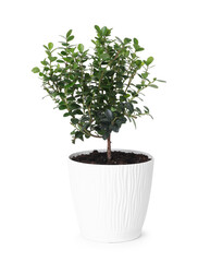 Beautiful potted clusia houseplant isolated on white
