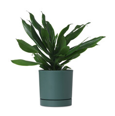 Beautiful potted cornstalk dracaena houseplant isolated on white