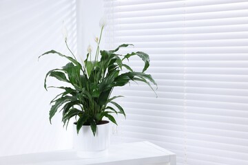 Beautiful potted spathiphyllum on white table indoors, space for text