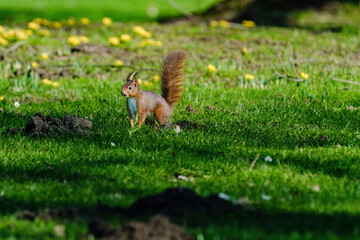 A squirrel is sitting on the ground in a grassy area.