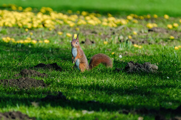 A squirrel is sitting on the ground in a grassy area.