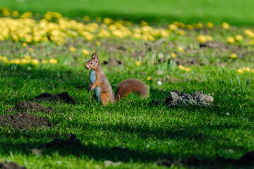 A squirrel is sitting on the ground in a grassy area.