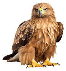 Naklejka premium PNG Eagle buzzard animal beak.