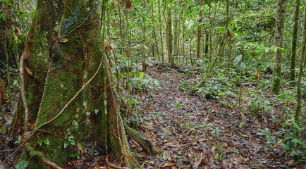 The dense jungle of Danum Valley in Borneo, Malaysia.
