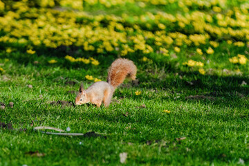 A squirrel is sitting on the ground in a grassy area.
