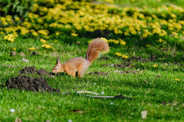 A squirrel is sitting on the ground in a grassy area.