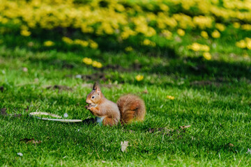 A squirrel is sitting on the ground in a grassy area.