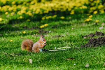 A squirrel is sitting on the ground in a grassy area.