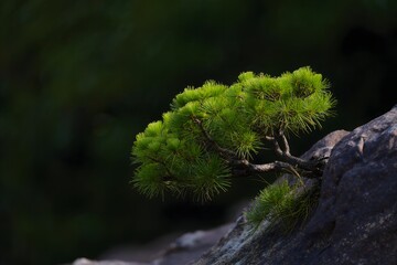 Bonsai Pine Tree on Rocky Outcrop - Nature Still Life