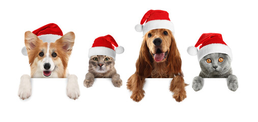 Adorable dogs and cats with Santa hats peeking out on white background. Animals holding their paws on banner