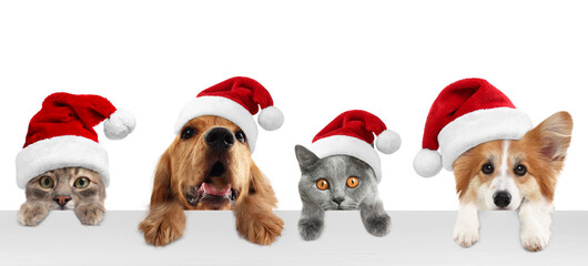 Adorable cats and dogs in Santa hats peeking out of banner on white background