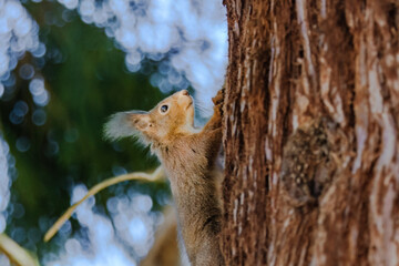A squirrel is sitting on a tree branch. The branch is covered in moss.