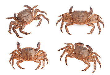 Fresh crab isolated on white, set. Sea food
