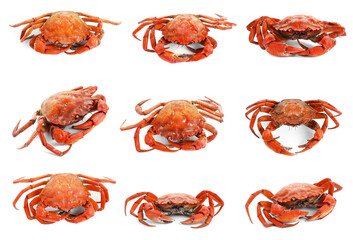 Cooked crab isolated on white, set. Sea food