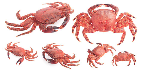 Cooked crab isolated on white, set. Sea food