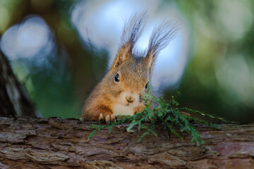 A squirrel is sitting on a tree branch. The branch is covered in moss.