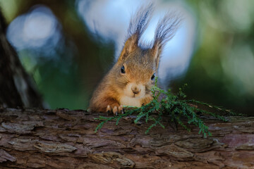 A squirrel is sitting on a tree branch. The branch is covered in moss.