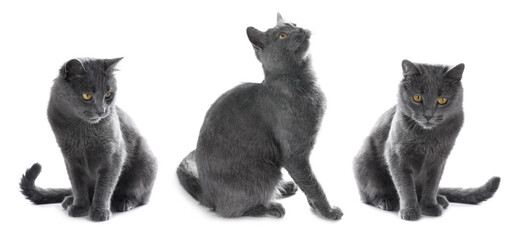 Cute grey cat on white background, set of photos