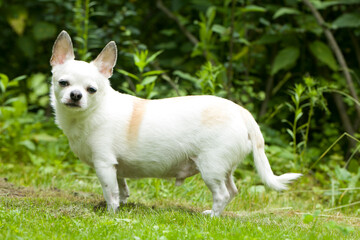 Chihuahua dog on a summer lawn