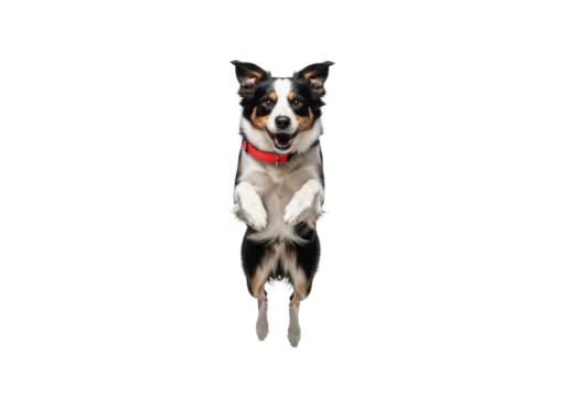 Purebred athletic black and white border collie dog mid-air jump towards the viewer, wearing a neon red collar, sharp focus against seamless white studio background, explosive vitality concept