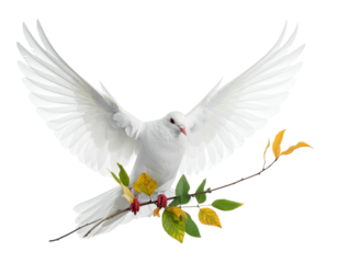 A white dove with outstretched wings, carrying an olive branch, isolated against a transparent background