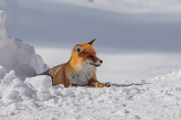 Red fox rests in a snowy landscape. The fox has a bushy tail and bright orange fur, blending with the winter scenery.