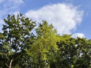 Dense Green Forest with Mixed Trees against Blue Sky White Clouds