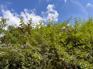 Dense Green Forest with Mixed Trees against Blue Sky White Clouds