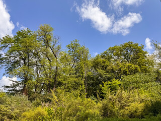 Dense Green Forest with Mixed Trees against Blue Sky White Clouds