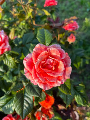 Coral Orange Rose Bloom With Buds In Lush Garden Foliage