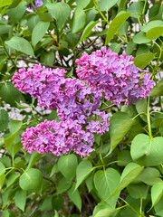 Purple Lilac Flowers Cluster on Branch with Green Leaves