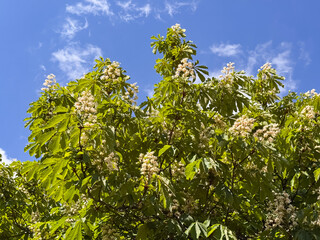 Horse Chestnut Tree in Full Bloom against Blue Sky
