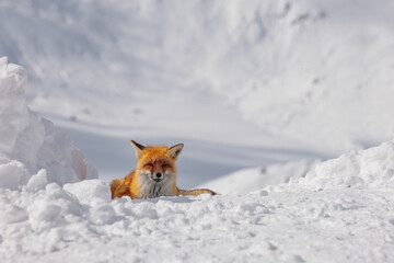 Red fox rests in a snowy landscape. The fox has a bushy tail and bright orange fur, blending with the winter scenery.