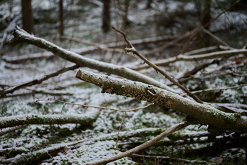Nordic Fallen Forest Branch