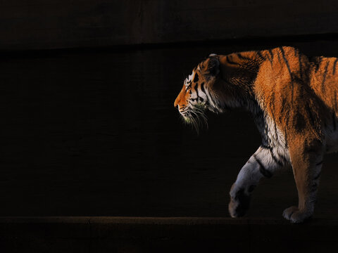 Tigre paseando sobre fondo negro