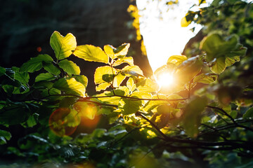 Sunlight Backlighting a Tranquil Forest Scene, Lens Flare and Mystical Fog Through Trees