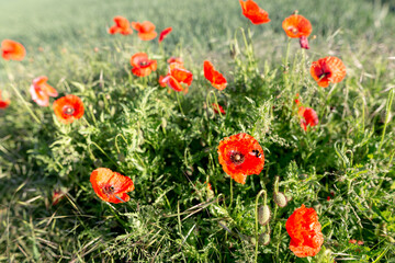 Fototapeta premium Vibrant Red Poppies Dancing on Green Meadow in Warm Summer Sunlight.