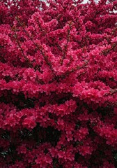A close-up view of vibrant pink blossoms covering a dense ornamental shrub in full bloom during the springtime season, horticulture, growth, springtime