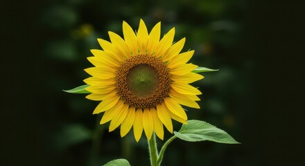 Obraz premium A comical, oversized sunflower bends over dramatically, pretending to hide or peeking out from behind a bright green stem in a sunny summer garden, funny, large, summer