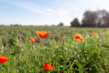 Vibrant Red Poppies Dancing on Green Meadow in Warm Summer Sunlight.