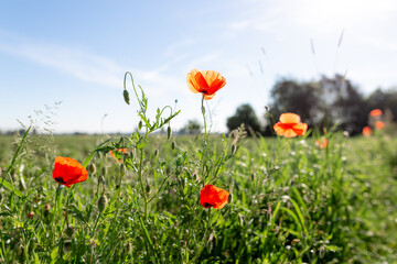 Vibrant Red Poppies Dancing on Green Meadow in Warm Summer Sunlight.