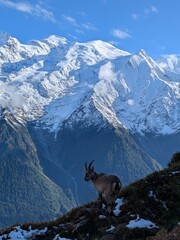 Mountain goat in the french alps