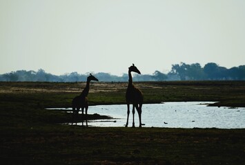 Two adult southern giraffes, also known as two-horned giraffes, photographed in Etosha National Park in Namibia. Giraffa giraffa.  © Thomas