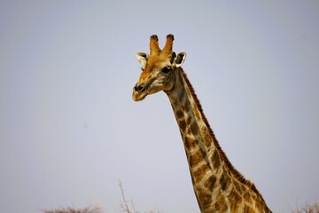 Portrait photograph of the head and neck of an adult southern giraffe, also known as a two-horned giraffe, taken in a national park in the African savannah. Giraffa giraffa. 