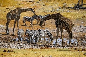 Group of zebras and giraffes at the waterhole in Etosha National Park in Namibia during the dry season. Taken during a game drive.  © Thomas