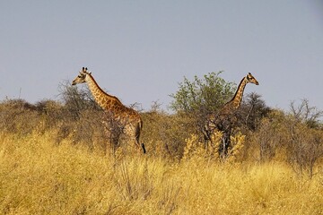 Two adult southern giraffes, also known as two-horned giraffes, photographed in Etosha National Park in Namibia. Giraffa giraffa.  © Thomas